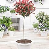 Photinia x fraseri 'Red Robin' | Glanzmispel Rot | Winterharter Strauch | Höhe 90-100 cm | Topf-Ø 19