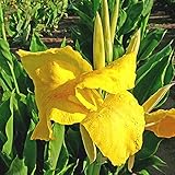 Resistent gegen Rehe,Canna bedeutet starker Wille,Canna ist sehr gut geeignet für den Einsatz in Gärten und Behältern,Canna Zwiebeln,Indisches Blumenrohr,Anpassungsfähig-1 Zwiebeln,1