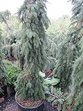 Baumschule Pflanzenvielfalt Picea omorika Pendula - Serbische Häng