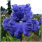 Schwertlilien Kaufen,Iris Blumenzwiebeln,Pflanzenanlage im Frühjahr Kann auf dem Balkon wachsen-A,5PCS