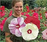 100 Riesen-Hibiskus-Blumensamen, Mischungs-Farbe, DIY Hausgarten vergossen oder Hof Blume Pflanze,