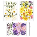metagio 111 Stück Gepresste Blumen Natürliche Getrocknete Blumen Gemischte Getrocknete Blätter, Gemischt Getrocknete Echt-Blumen für Kunst Basteln DIY Harz Scrapbooking Handwerk mit 1