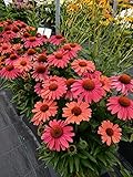 Scheinsonnenhut (Echinacea purpurea), winterharte bienenfreundliche Staude, Sorte: Meditation Cerise, orange-lachs blühend, kräftige Pflanze im 12cm Top