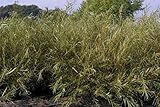 Rosmarinweide - Lavendelweide - Salix rosmarinifolia Preis nach Größe 100-120