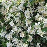 Bauernjasmin - Philadelphus coronarius - Jasmin für den G