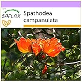 SAFLAX - Afrikanischer Tulpenbaum - 30 Samen - Spathodea camp