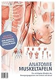 Anatomie-Muskeltafeln: Die wichtigsten Muskeln des Bewegungsapp