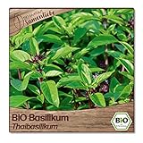 BIO Basilikum Samen samenfeste Sorte 'Thaibasilikum' 470 Pflanzen für den Garten Balkon oder Topf BIO Kräutersamen von Samenlieb