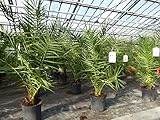 SONDERPREIS: Palme 100 - 130 cm, Phoenix canariensis, kanarische Dattelpalme, kräftige Palmen, keine Jungp