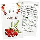 Goji Beeren Samen: Premium Goji Samen für 4 Goji Pflanzen zur Aussaat – Chinesische Wolfsbeere Saatgut zum Pflanzen – Gojibeeren Samen, Gemeiner Bocksdorn Samen – Goji Beeren Pflanzen Samen OwnGrow