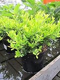 Ilex crenata McCrackens Variegated - Gelbbunte Stechpalme McCrackens Varieg