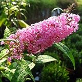 Müllers Grüner Garten Shop Sommerflieder Pink Delight ® dunkelrosa bis pinkfarbener blühende Buddleja 3 Liter Topfb
