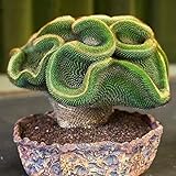 Benoon Kaktus-Samen, 100 Stück/Beutel, Mini-Kaktus-Samen, neuartige Form, leicht, Desktop-Bonsai-Samen für ländliche Kaktus-S