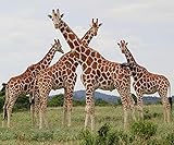 Holzpuzzles 1000 Teile für Erwachsene und Kinder, niedliche Tiere, Giraffe, Holzpuzzle für Erwachsene, Teenager, Puzzle, Spiel, Spielzeug, Geschenk, 75 x 50