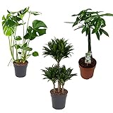 Zimmerpflanze 3er Pflanzen-Set | Monstera Delliciosa struik + Dracaena Compacta + Pachira aquatica | Lieferhöhe: 80-110 cm | 3 Stück Topf Ø 21