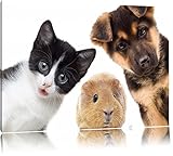Lustiges Trio Hund Katze Meerschwein Format: 80x60 auf Leinwand, XXL riesige Bilder fertig gerahmt mit Keilrahmen, Kunstdruck auf Wandbild mit Rahmen, günstiger als Gemälde oder Ölbild, kein Poster oder Plak