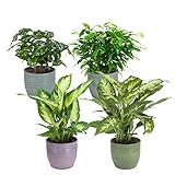 Zimmerpflanzen von Botanicly – 4 × Ficus, Coffee Plant, Dieffenbachie, Camilla – Höhe: 25 cm – Ficus Green Kinky, Coffea, Dieffenbachia Compacta, Dieffenbachia C