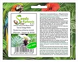 Stk - 1000x Tacca integrifolia Fledermausblume violett Pflanzen - Samen XL-B334 - Seeds Plants Shop Samenbank Pfullingen Patrik Ip