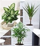 BALDUR Garten | 3er-Mix Luftreinigende Zimmerpflanzen 'Fresh Air' | Dieffenbachie, Dracena Drachenbaum und Chamaedorea Palme je 1