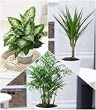 BALDUR Garten | 3er-Mix Luftreinigende Zimmerpflanzen 'Fresh Air' | Dieffenbachie, Dracena Drachenbaum und Chamaedorea Palme je 1