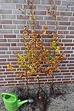 50st. Rotbuchen 30-60cm Gartenhecke Heckenpflanzen Fagus sylvatica Rotbuche Wurzelw