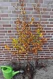 50st. Rotbuchen 30-60cm Gartenhecke Heckenpflanzen Fagus sylvatica Rotbuche Wurzelw