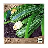 Samenliebe BIO Zucchini Samen alte Sorte Striato D'Italia aromatisch milde italienische Zucchini gestreift 10 Samen samenfestes Gemüse Saatgut für Gewächshaus Freiland und Balkon BIO Gemü