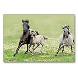 CALVENDO Premium Textil-Leinwand 90 x 60 cm Quer-Format Dülmener Wildpferde Stute mit ihrem Fohlen im Galopp, Leinwanddruck von Katho M