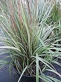 Gestreiftes Reitgras Overdam - Calamagrostis aculifera Overdam (80-100)