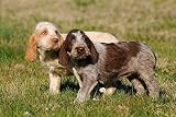 5D DIY Diamond Painting Kit Spinone Italiano Hund Diamant Zeichnung für Erwachsene Strass Stickerei Kunst Home Wall Decor Full D
