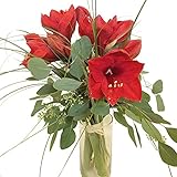 Blumen-Strauß - 3 rote Amaryllis mit frischem Eukalyptus und feinen Gräsern - Inklusive Grußkarte # Weihnachten #