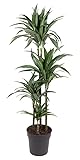 Zimmerpflanze von Botanicly – Drachenbaum – Höhe: 150 cm – Dracaena fragrans U