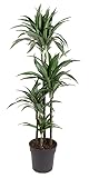 Zimmerpflanze von Botanicly – Drachenbaum – Höhe: 150 cm – Dracaena fragrans U