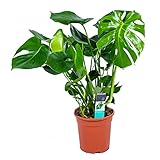 Lochpflanze | Monstera 'Deliciosa' pro Stück - Zimmerpflanze im Gärtnertopf ⌀21 cm - ↕70-80