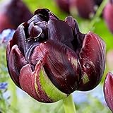 5 Stück schwarze Tulpenzwiebeln Frühlingsblumen zwiebeln Tulpen knollen Späte doppeltulpe Black H