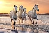 VLIES Fototapete-PFERDE-(PF2935)-Tiere Pferde Fohlen Pony Natur Strand Gebirge See Wald Wiese Blumen Sonnenuntergang Wandbild Wandtattoo Poster Dek