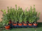 Buchsbaum Buxus sempervirens arborescens 15 cm hoch mit Topfballen 20 Stck