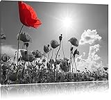 wunderschönes Mohnblumenfeld im Sommer schwarz/weiß Format: 120x80 auf Leinwand, XXL riesige Bilder fertig gerahmt mit Keilrahmen, Kunstdruck auf Wandbild mit Rahmen, günstiger als Gemälde oder Ölbild, kein Poster oder Plak