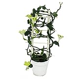 Exotenherz - Kletternde Leuchterblume - Ceropegia sandersonii - 12cm Top