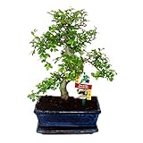 exotenherz - Bonsai Chinesische Ulme - Ulmus parviflora - ca. 8 J