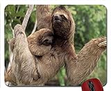 Mauspad Drei-Zehen-Faultier mit Baby Corcovado National. Hintergrundbild Mauspad Computer Mousep