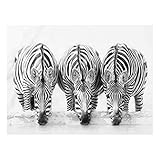 Bilderwelten Glas-Bild Echtglas Wandbild Kunstdruck Deko - Zebra Trio schwarz weiß 75x100