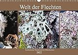 Welt der Flechten (Wandkalender 2022 DIN A3 quer)