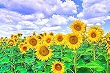Sonnenblumenkerne Samen Gartenbepflanzung Exotisch Lecker-300