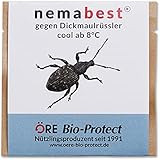 nemabest® cool HB+SF Nematoden zur Bekämpfung des Dickmaulrüsslers - 50 Mio. für 100m²