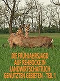 Die Frühjahrsjagd auf Rehböcke in landwirtschaftlich genutzten Gebieten - Teil 1