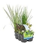 6x Insektenfreundliche Teichpflanzen winterhart | Wasserpflanzen Teich | Garten Teich | Höhe 20-30