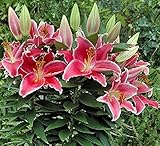 Lilien Zwiebeln Winterhart Orientalische Lilie Stargazer Mehrjährig und Winterhart Blumenzwiebeln Eine Packung enthält Blumenzwiebeln Pflanzen in Topqualität (3, Rosa)