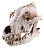 WYZQ Skulptur Tierschädel, Wolfskopfschädel Statue Schädel Modell Harz Handwerk Home Retro Halloween Dekoration Zubehör Desktop Ornamente Statuen, W