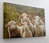 Schafe auf der Weide Tier Fotografie Leinwand Bild Wandbild Kunstdruck L0107 Größe 100 cm x 70